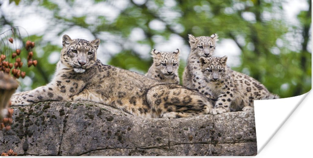 MuchoWow Poster Schneeleopard - Familie - Stein 40x20 cm - Poster für die Wand - Poster Schlafzimmer