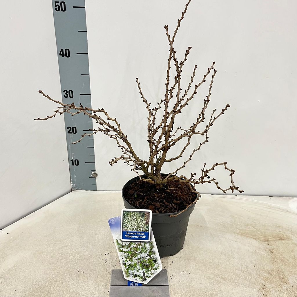 Prunus incisa 'Kojou-no-mai' - Zierkirsche | 30-40 cm im Topf