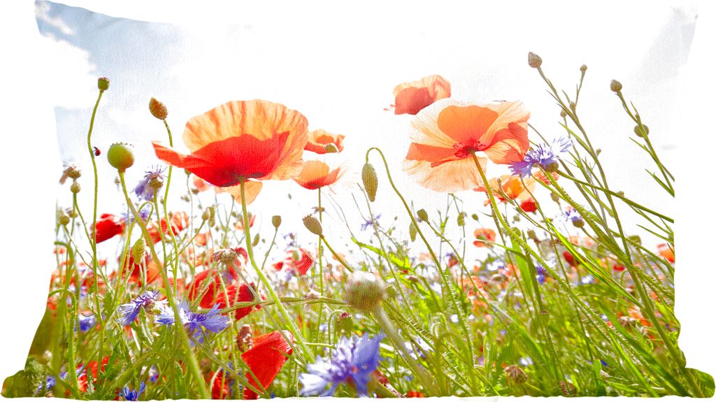 MuchoWow Zierkissen Sofakissen Wohnzimmer Dekokissen 50x30 cm Blumen - Mohn - Frühling - Natur - Rot - Blau - Wohnzimmerdekoration - Polster mit...
