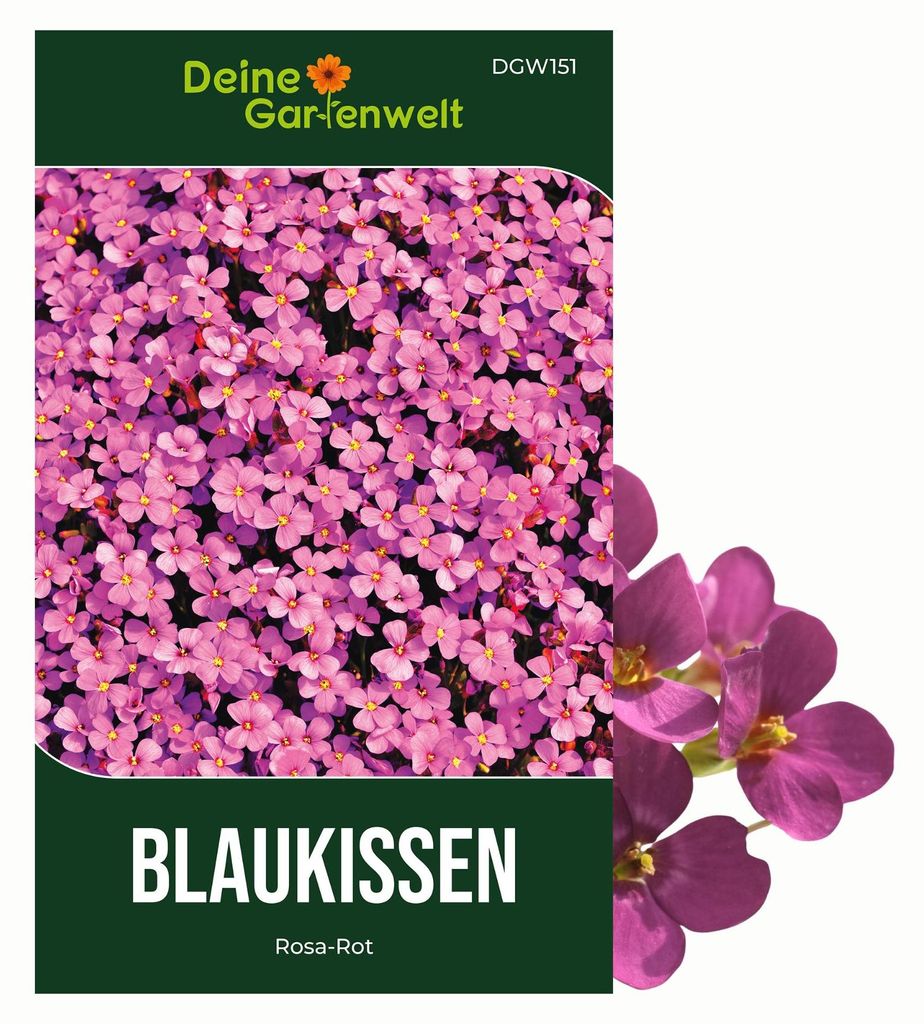 Blaukissen Rosa-rot Samen - Aubrieta deltoides - Produktbild 