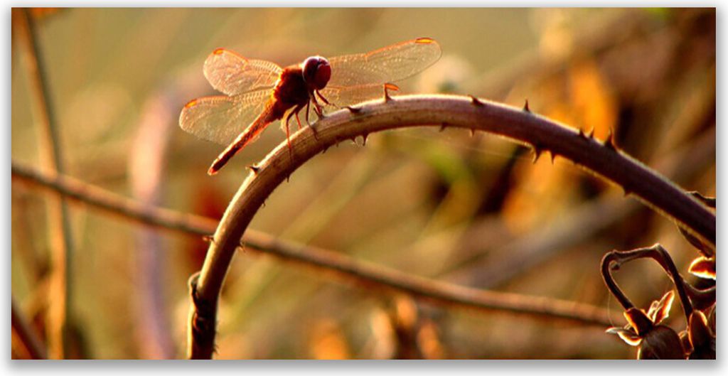 Küchenrückwand aus Glas 120x60cm Spritzschutz Libelle Natur