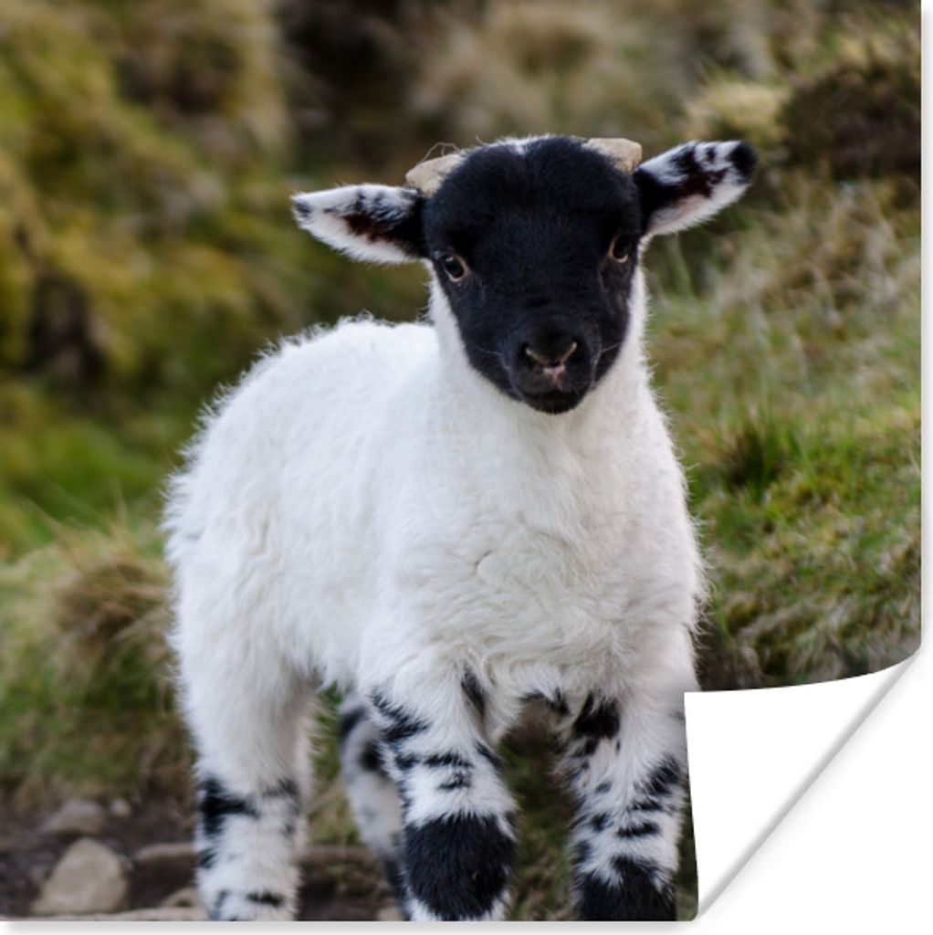 MuchoWow Poster Lamm - Schwarz - Weiß - Tupfen 75x75 cm - Wand Dekoration