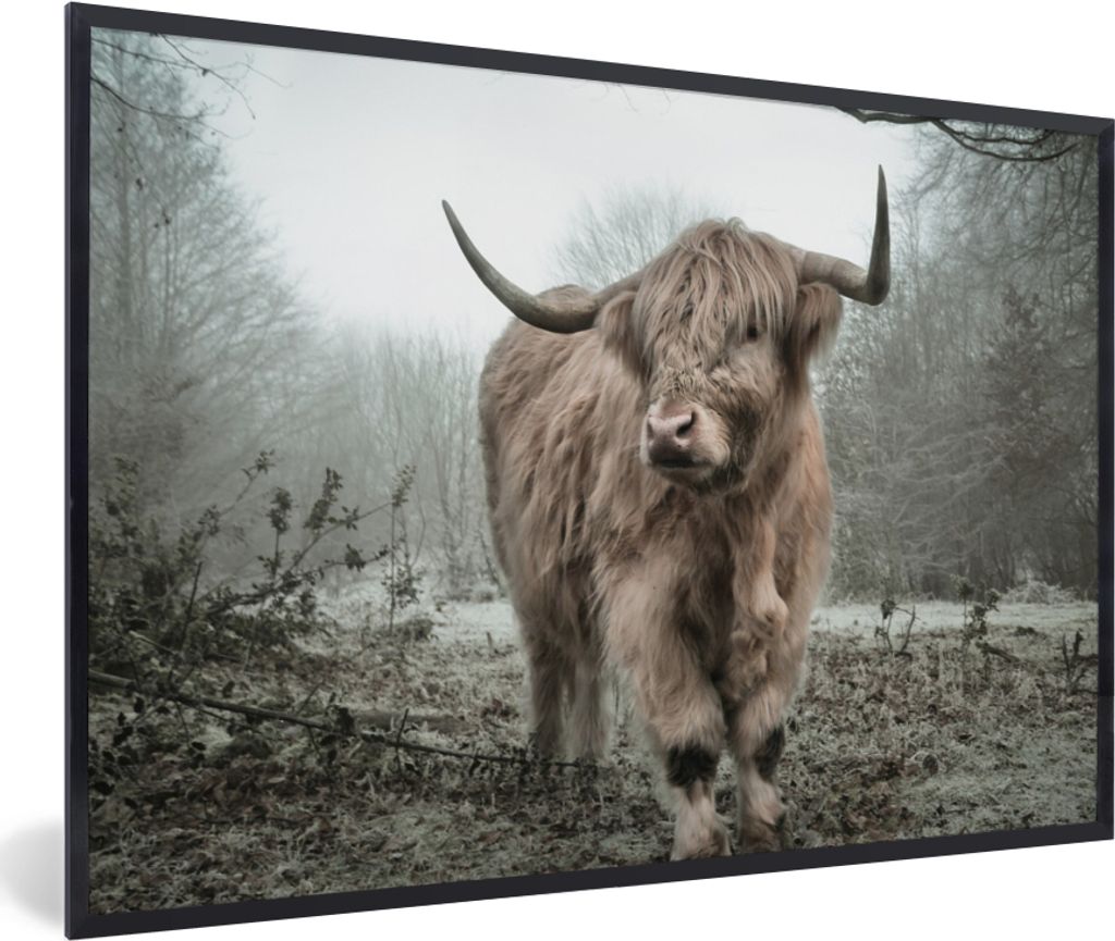 MuchoWow Gerahmtes Poster Schottische Highlander - Natur - Herbst - Tiere - Wildtiere - Wald 60x40 cm - Poster mit Schwarzem Bilderrahmen Wandpos...