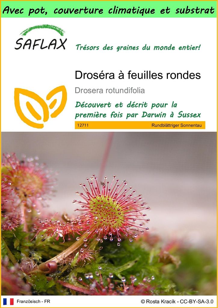 SAFLAX Garden to go - Droséra à feuilles rondes - 50 Image du produit 