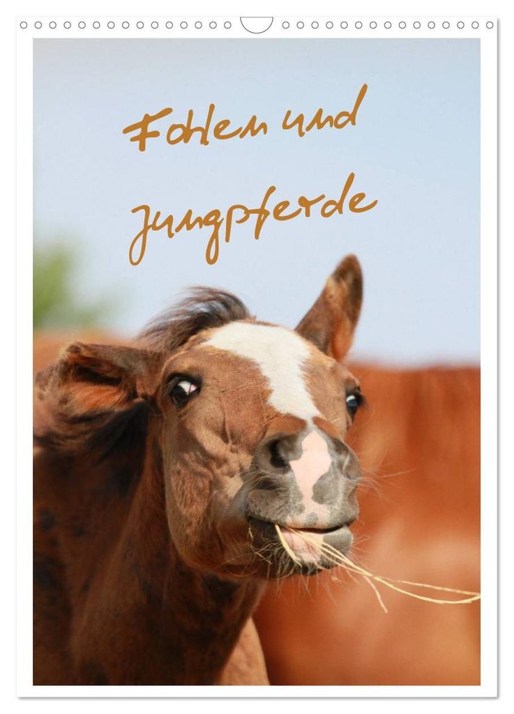 Fohlen und Jungpferde (Wandkalender 2027 DIN A3 hoch), CALVENDO Monatskalender