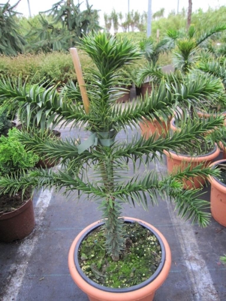 Araucaria araucana -  Andentanne - chilenische Schmucktanne Produktbild 