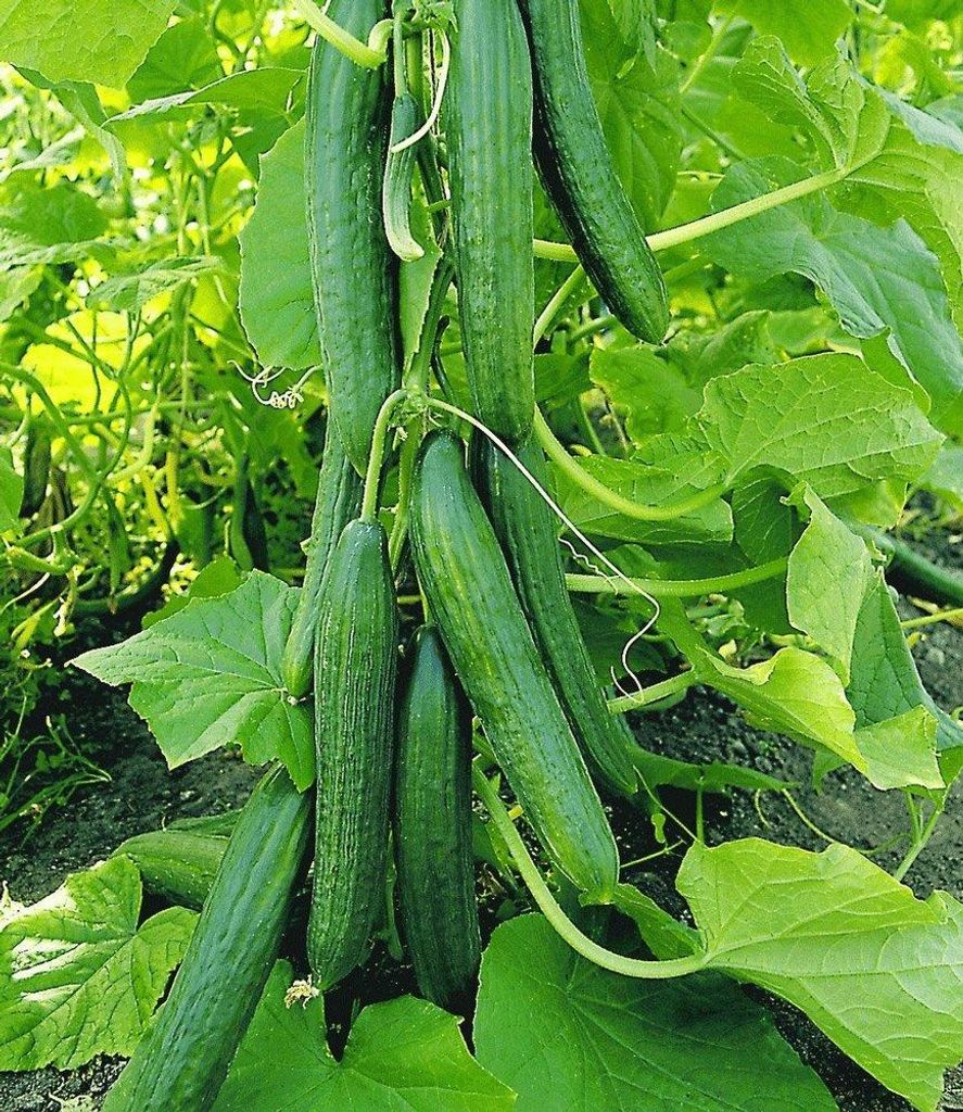 BALDUR Garten 2x Veredelte Salatgurke 'Phönix ', Pflanzen im 10,5 cm-Topf, bis 35 cm lange Salatgurken, enorm ertragreich, krankheitsresistente T...