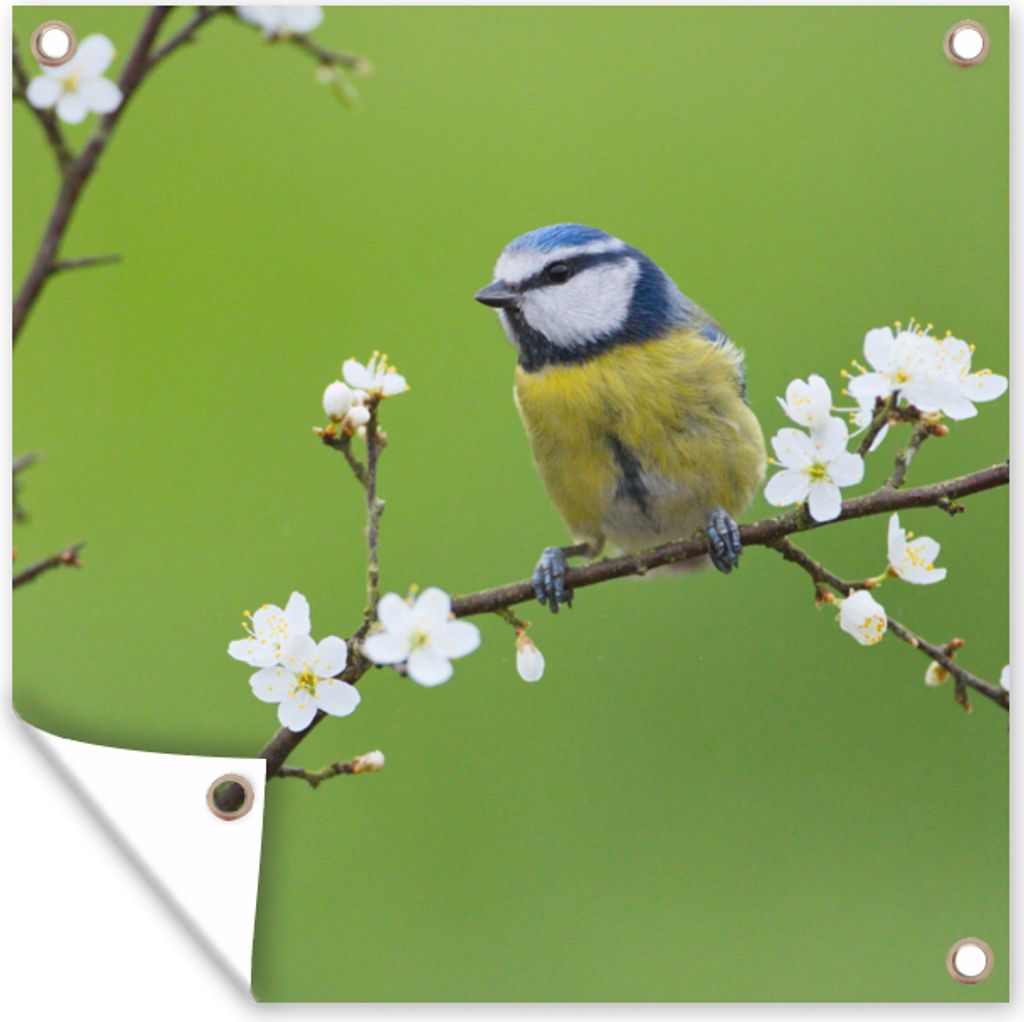 MuchoWow 100x100 cm Outdoor-Poster Gartendeko Sichtschutz Garten Poster für den Garten Blaumeise - Zweig - Blumen - Blühende Zweige - Vogel