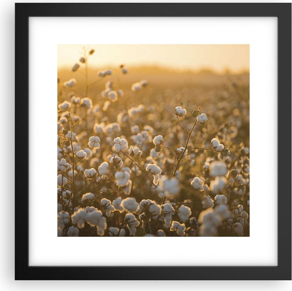 Gerahmtes Poster - Schwarzer Rahmen - Baumwolle Feld Acker - 30x30 cm - Wand Bild - Wanddeko - Wandbilder - Kunstposter - Wandposter - Bilderrahmen...