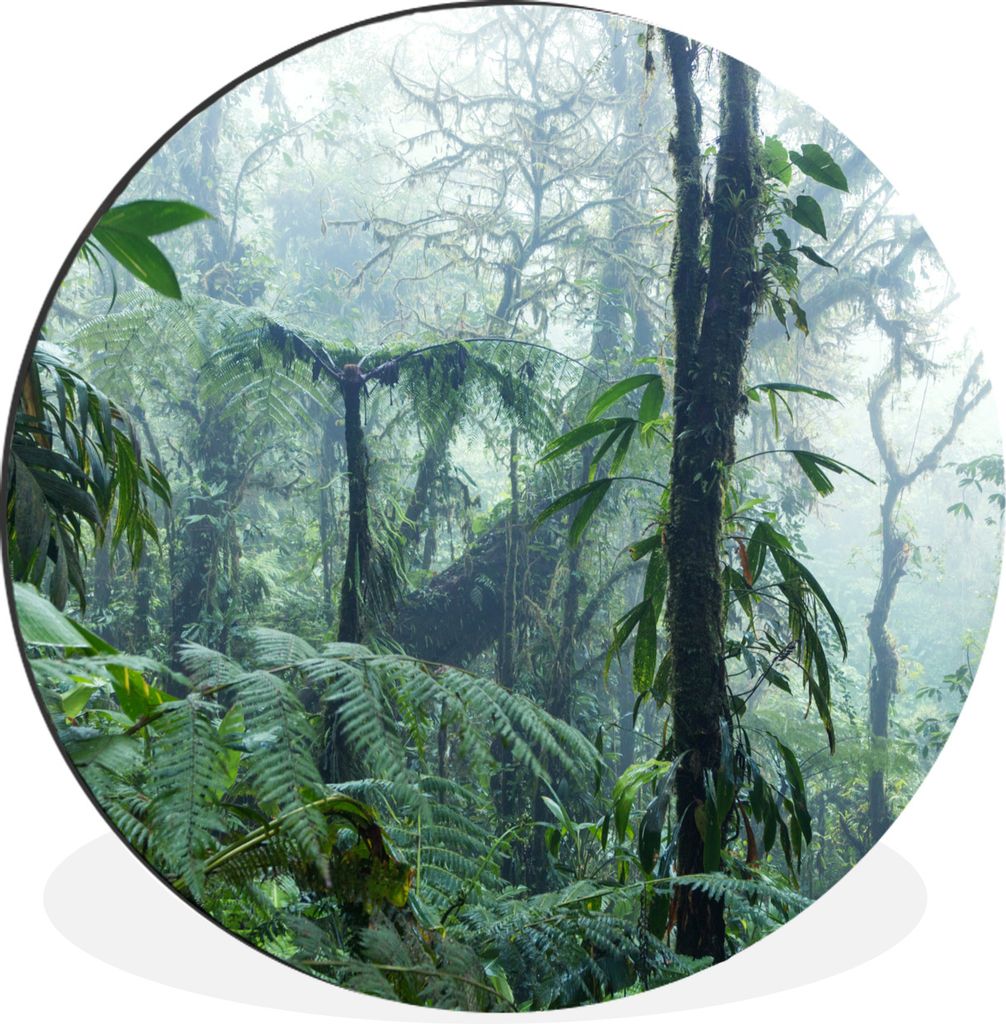 MuchoWow Aluminium Wandkreis Nebliger Regenwald in Costa Rica Ø 30 cm Wanddeko Modern Wohnzimmer - Wand Bild - Wohnzimmer - Runde Bilder - Alubi...