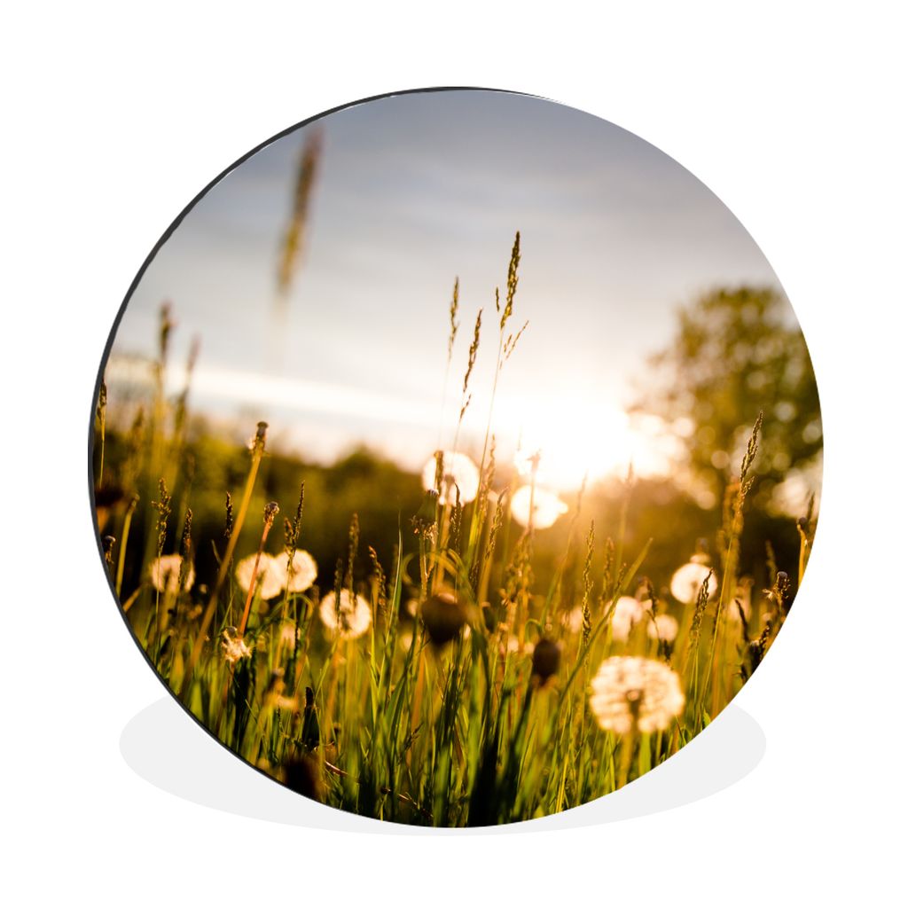 MuchoWow Aluminium Wandkreis Löwenzahn - Gras - Sonnenuntergang Ø 30 cm Wanddeko Modern Wohnzimmer - Wand Bild - Wohnzimmer - Runde Bilder - Al...