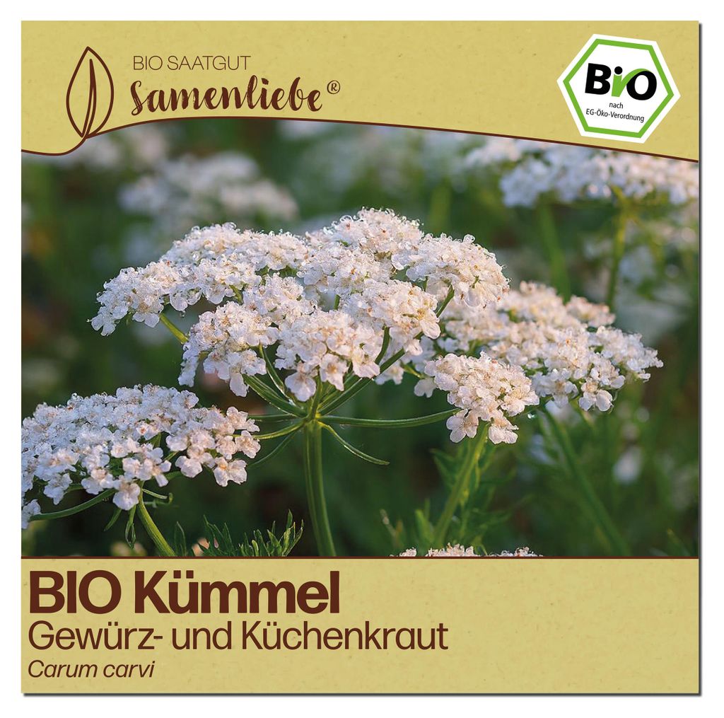Samenliebe  Kümmel Samen | Küchenkraut - winterhart & Produktbild 