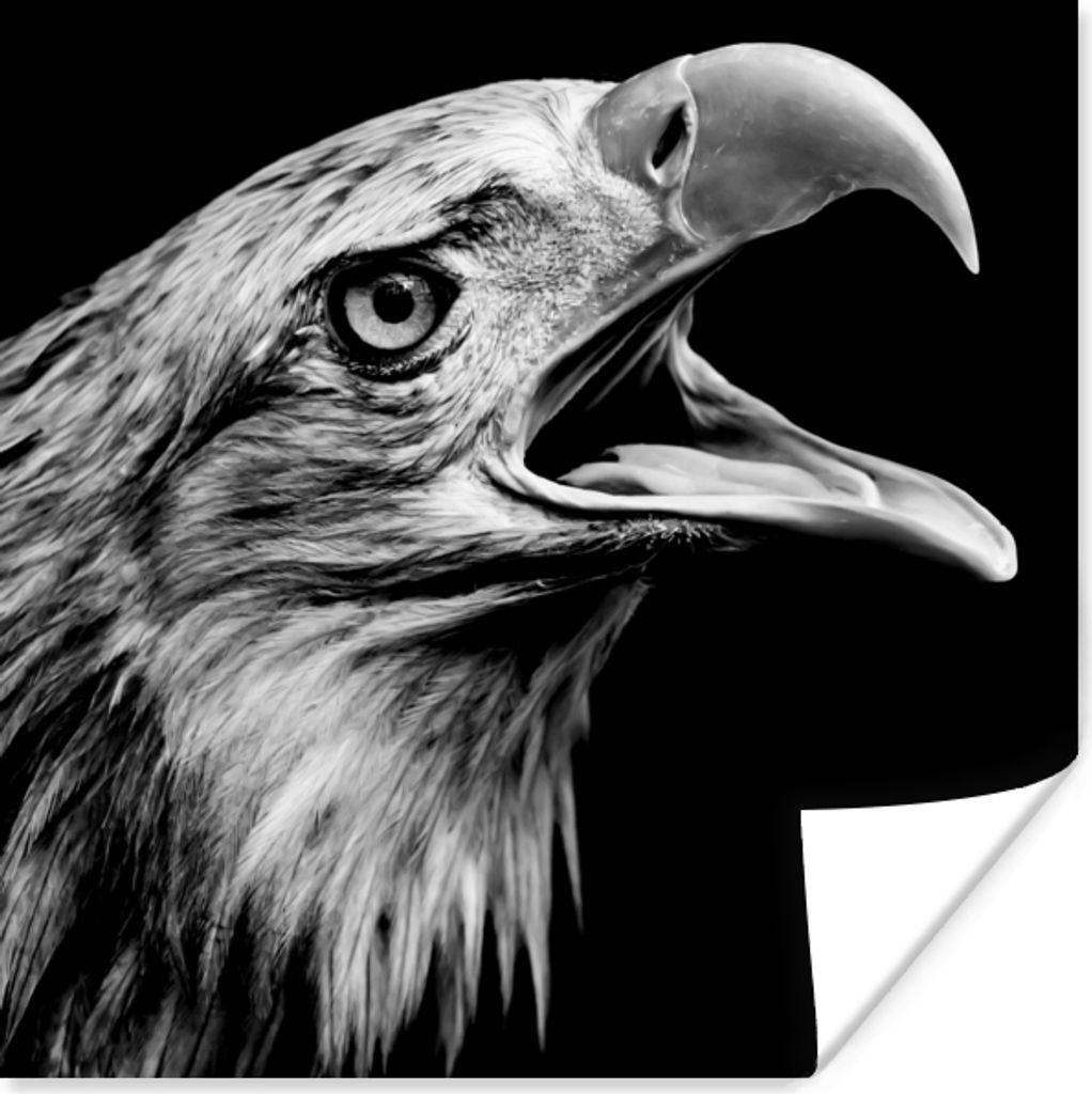 MuchoWow Poster Adler - Porträt - Raubvögel - Schwarz - Weiß - Vogel 50x50 cm - Wohnzimmerdekoration