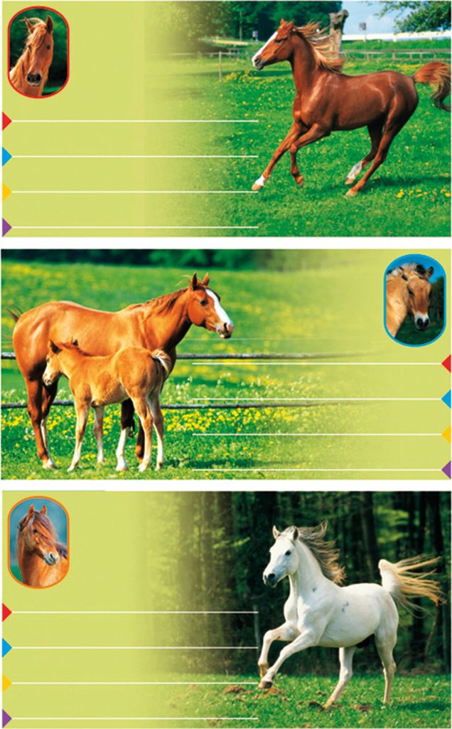 Buchetiketten Pferde-Fotos, ca. 7,5x4,5 cm, 3x3 Etiketten