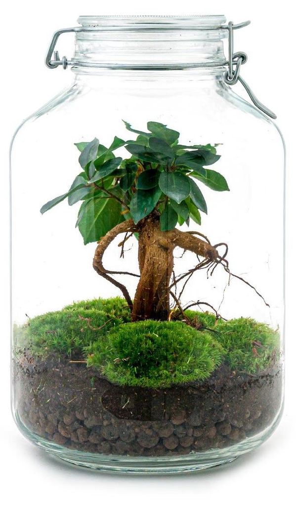Flaschengarten "Mason Jar" - DIY-Pflanzenterrarium - 28 cm hoch - mit Ficus Ginseng Bonsai