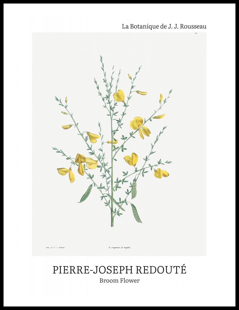 Plakat 60x80cm Design Besenblume, Redoute Vintage für das Wohnzimmer