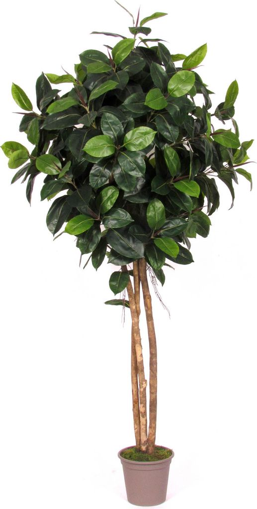 artplants.de Kunststoff Gummibaum LENELOTTE, Naturstämme, grün, 225cm - Italy - Künstlicher Gummibaum