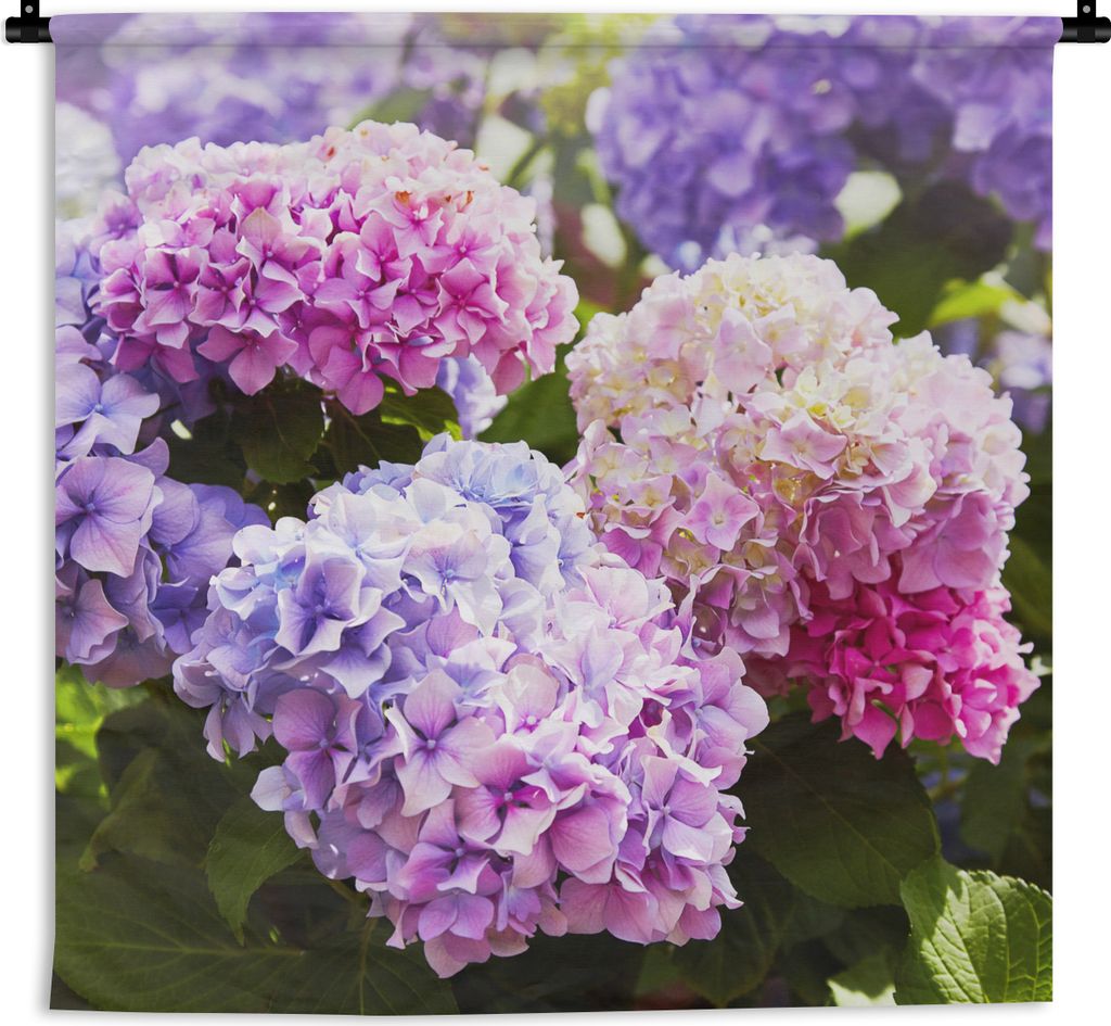 MuchoWow Wandteppich Wandbehang Blumen - Hortensie - Rosa - Blätter - Sonne 150x150 cm Tapisserie Dekoration Wandtuch - Wohnaccessoires - Modernes