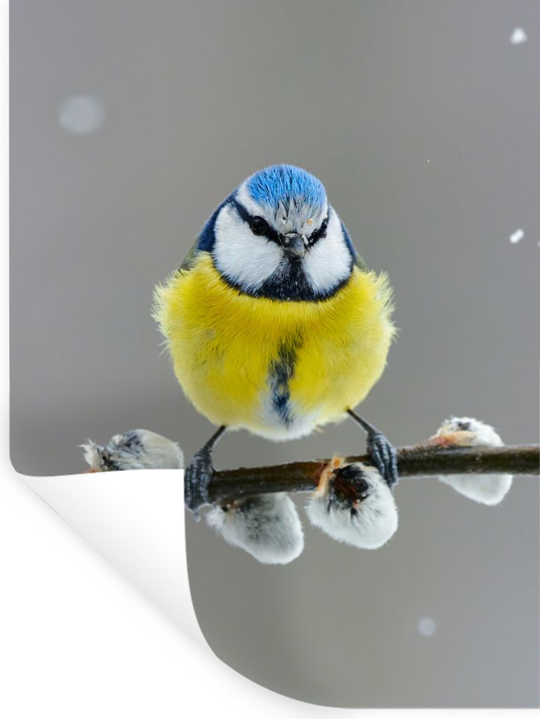MuchoWow Wandtattoo Wandsticker Wandaufkleber Blaumeise - Vogel - Zweig - Gelb - Blau 60x80 cm Selbstklebend und Repositionierbar - Repositionier...