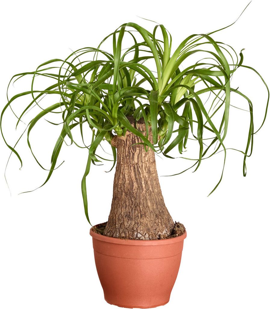 Dehner Elefantenfuß, Beaucarnea recurvata, einstämmig, ca. Produktbild 