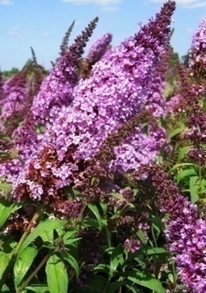 Arbuste à papillons Buddleja Peacock résistant pour sol sec - 3