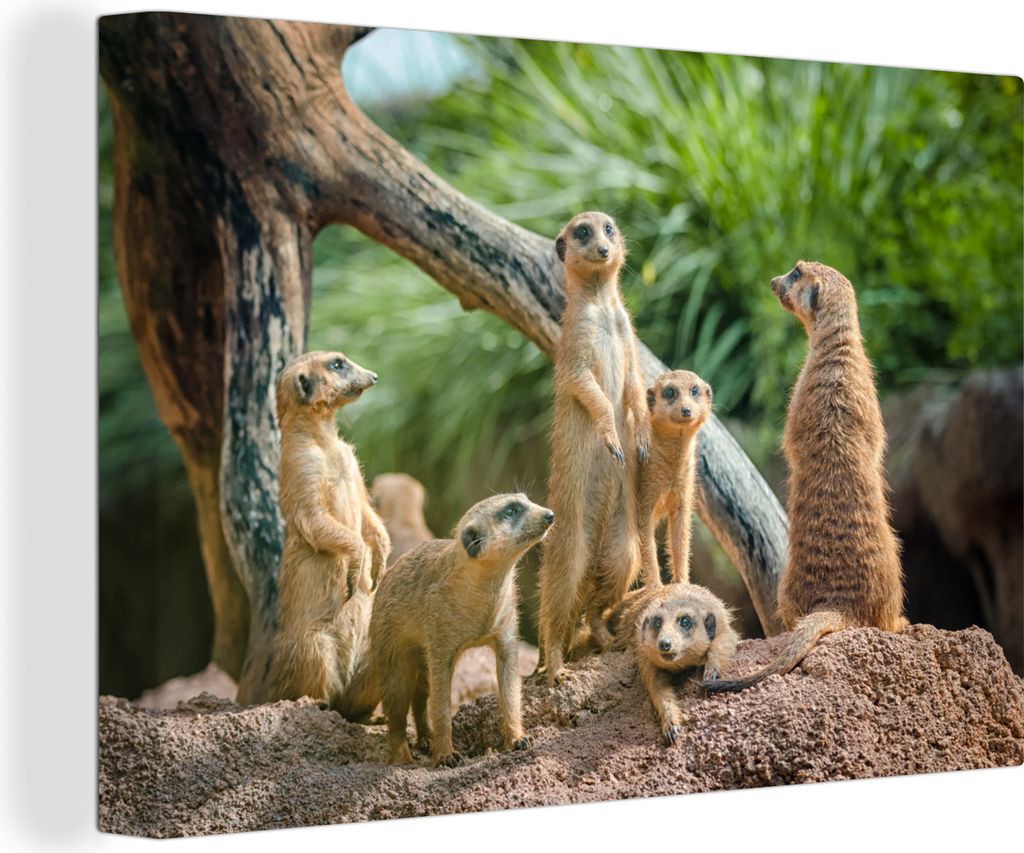 OneMillionCanvasses - Leinwandbilder - 140x90 cm, Erdmännchen - Familie - Tiere, Wandbilder Kunstdruck Wanddekoration - Foto auf Leinwand - Gem...