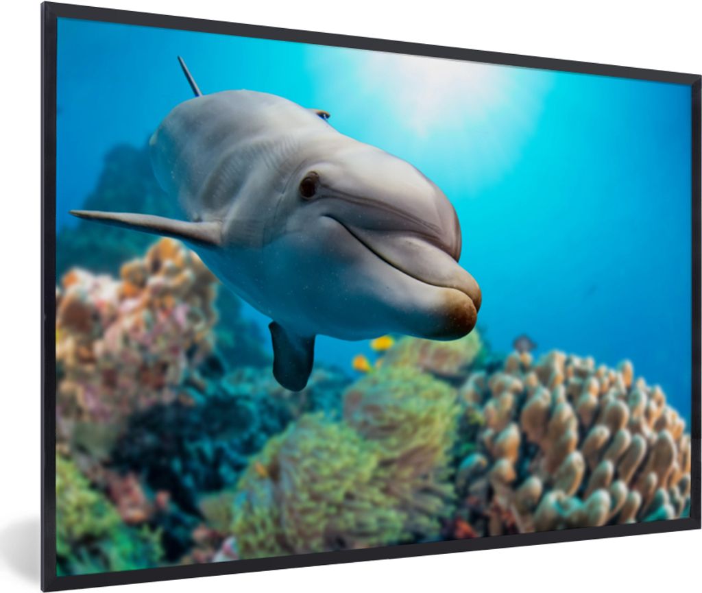 MuchoWow MuchoWow Gerahmtes Poster Delfin - Meer - Koralle 30x20 cm - Poster mit zchwarzem Bilderrahmen - Kunstdruck - Bild-Poster