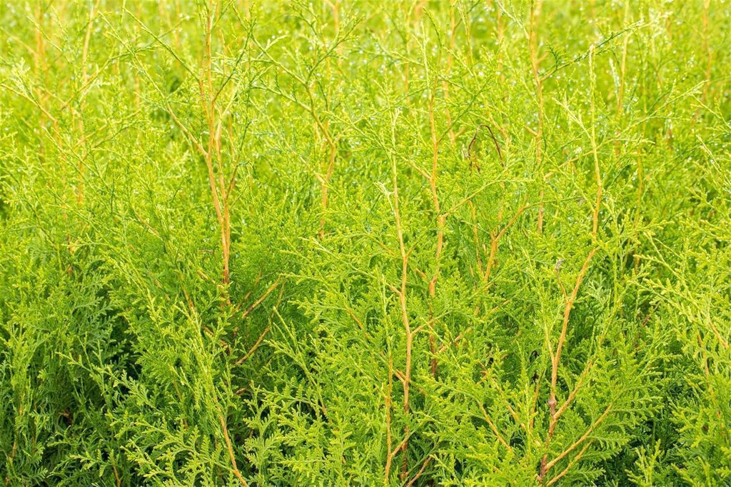 Thuja occidentalis 'Brabant', Lebensbaum, grün, 80–100 cm Produktbild 12