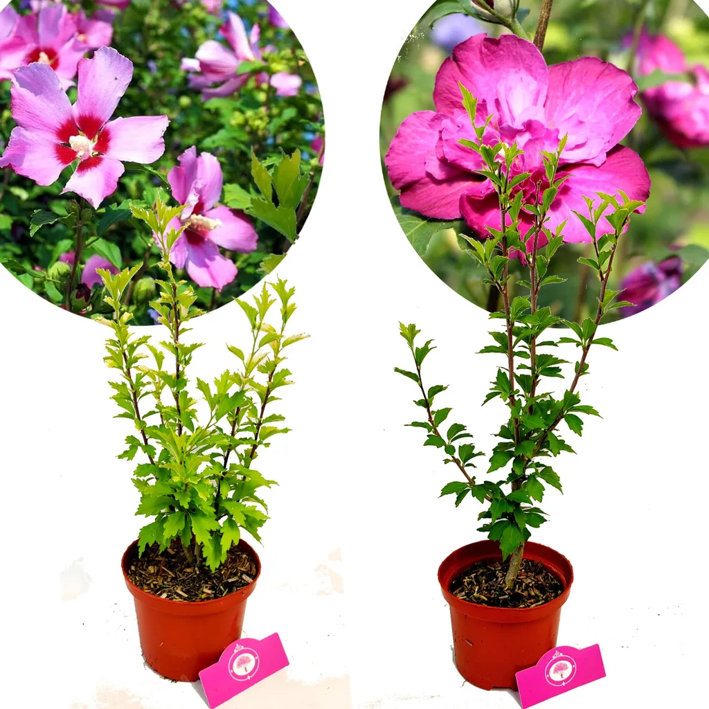 Hibiscus Althaea Maike Sanchoyo : Arbustes Robustes pour Jardin Facile
