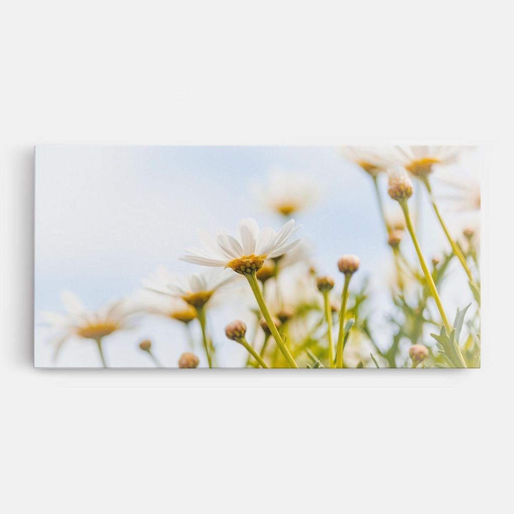 ARTHUB Leinwandbild 50x100 cm, Dreamy Daisy | Wohnzimmerdekoration, Hängende Bilder, Wanddekoration, Heimdekoration, Blumen, Gänseblümchen