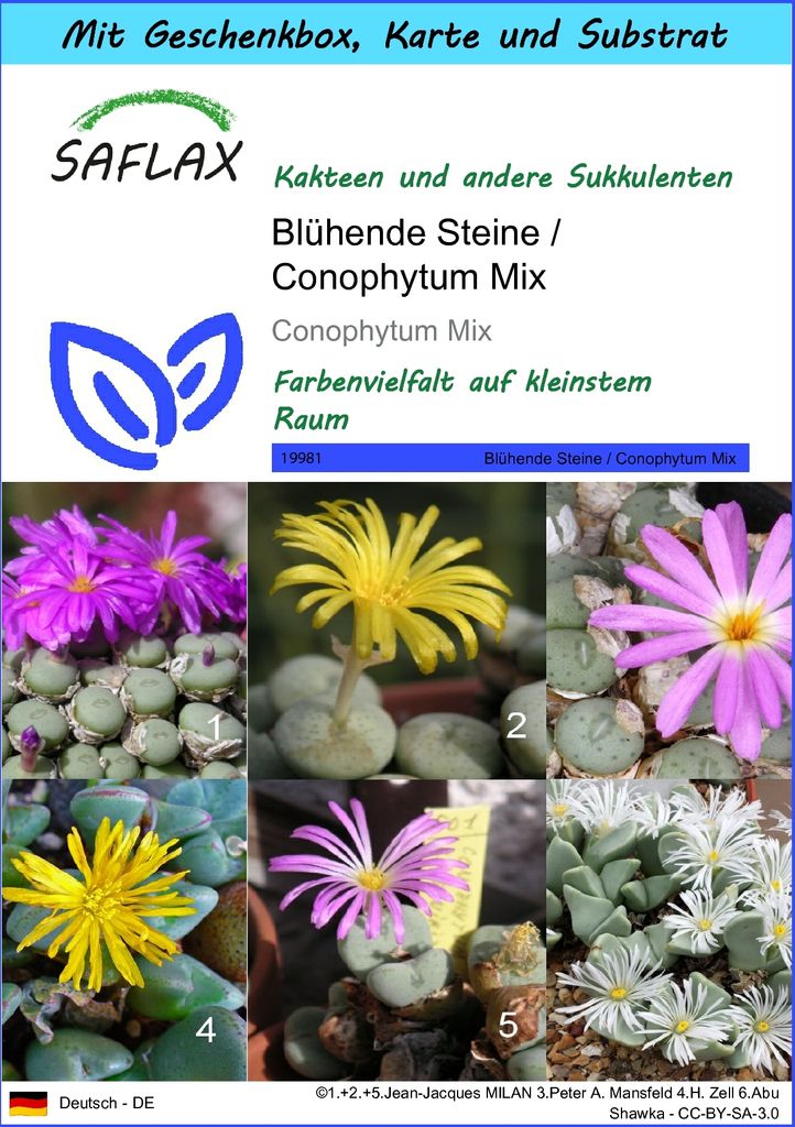SAFLAX Geschenk Set - Blühende Steine / Conophytum Mix - Produktbild 