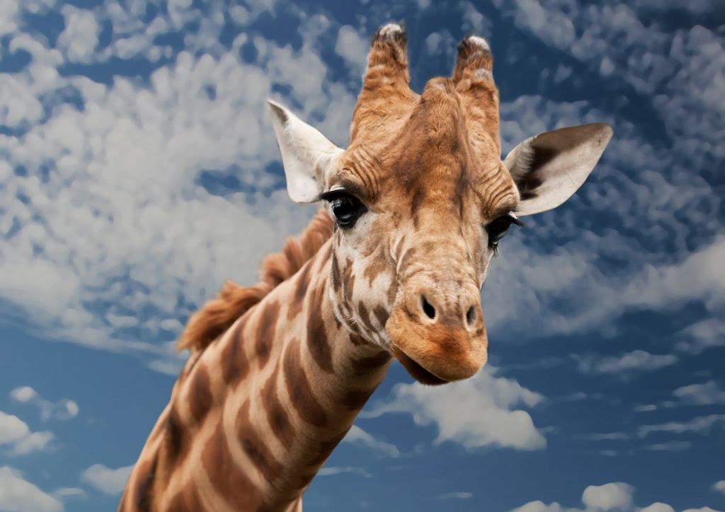 hansepuzzle 75338 - Giraffe Puzzle, 260 Teile, Tierwelt, 41,0 x 28,0cm mit hochwertiger Aufbewahrung, Kartonbox und wiederverschließbarem Beutel