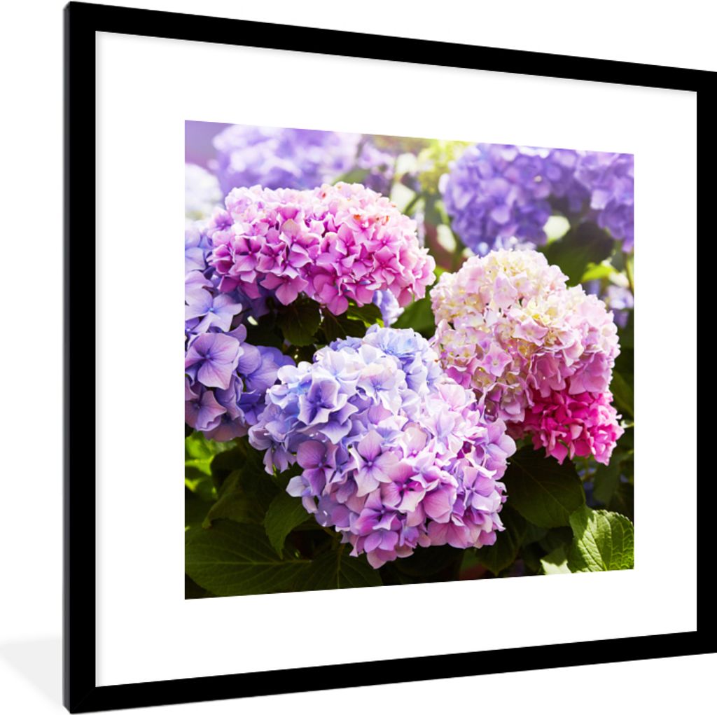 MuchoWow Gerahmtes Poster Blumen - Hortensie - Rosa - Blätter - Sonne 40x40 cm - Poster mit Schwarzem Bilderrahmen Wandposter Rahmen Foto Bilder...
