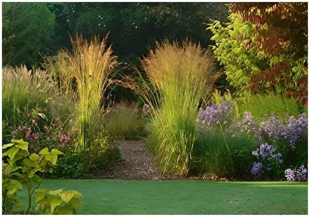Stauden Gänge 5 x Molinia caerulea 'Poul Petersen' im 1 Liter Topf - Kleines Pfeifengras - Eleganz, die jeden Garten veredelt - Winterhart
