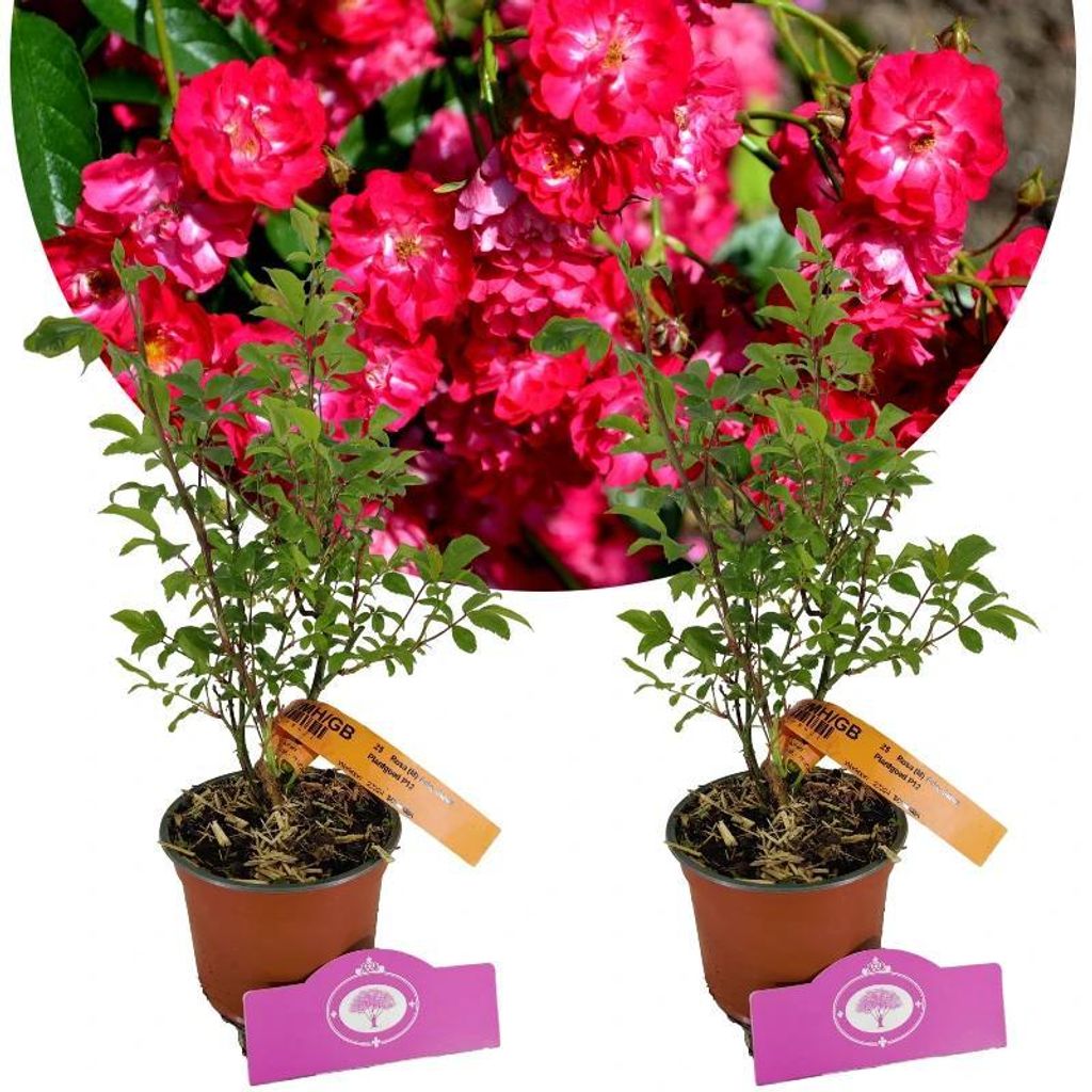 Set mit 2 Bundrosen – Rosa ‚Fairy Dance‘ – Höhe 40 cm – 13 cm Topf