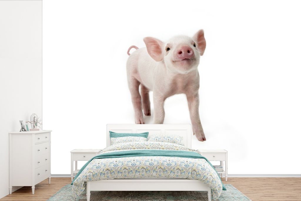 MuchoWow Fototapete für Wohnzimmer oder Schlafzimmer Wandtapete Vinyl Motivtapete Schwein - Tiere - Weiß - 525x350 cm - Das Hintergrundbild