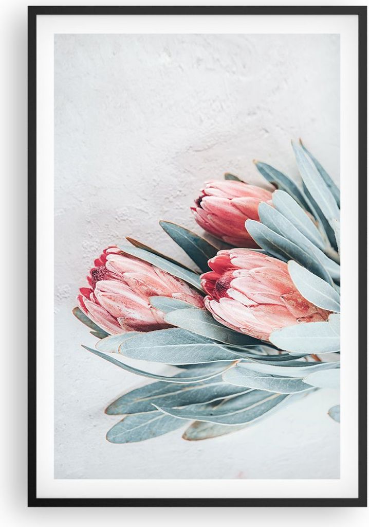 Gerahmtes Poster - Schwarzer Rahmen - Blume Eukalyptus Australier - 61x91,5 cm - Wand Bild - Wanddeko - Wandbilder - Kunstposter - Wandposter - Bil...