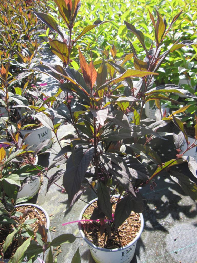 Callicarpa bodinieri Pearl Glam - Liebesperlenstrauch - Schönfrucht Pearl Glam - 40-60cm