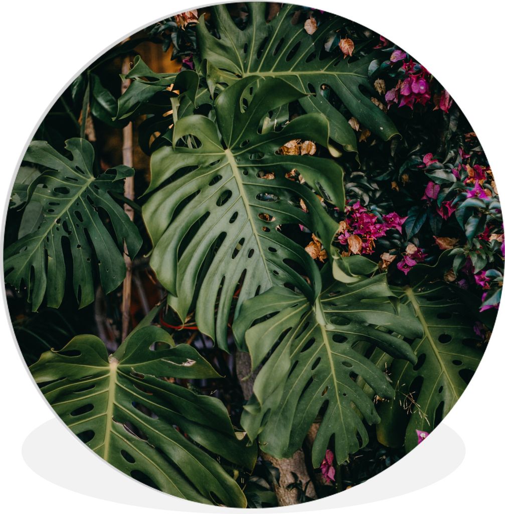 MuchoWow Rundes Wandbild - Runde Bilder Monstera (Lochpflanze) Hintergrund Ø 90 cm Kreis Wanddekoration Kunststoff - Wandkreis - Wandschmuck - W...