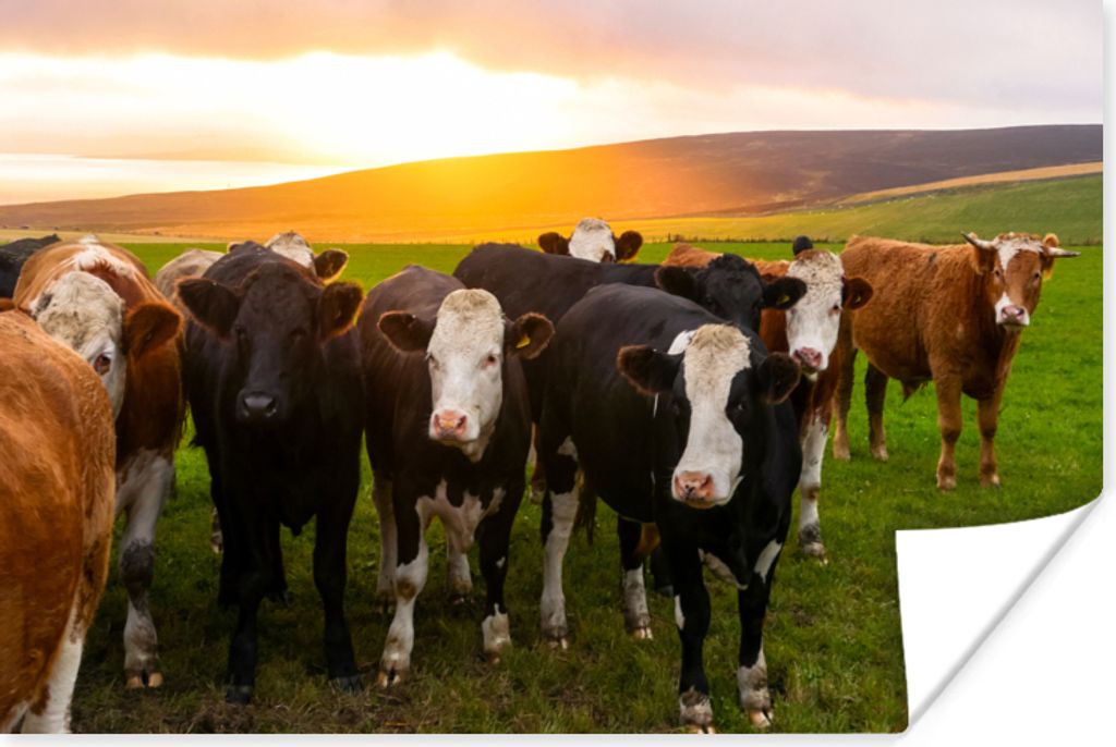 MuchoWow Poster Kühe - Hügel - Sonnenuntergang - Gras - Grün 180x120 cm - Fotoplakat
