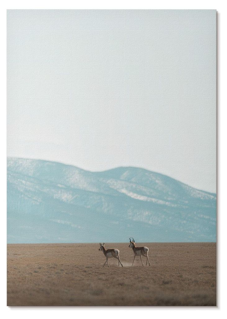 POSTER - 59x84 cm (A1) - Alberto - Antilopen vor der Kulisse von Bergen, ein friedlicher Ort - Wandbild für Wohnzimmer Schlafzimmer & Flur, Modern...