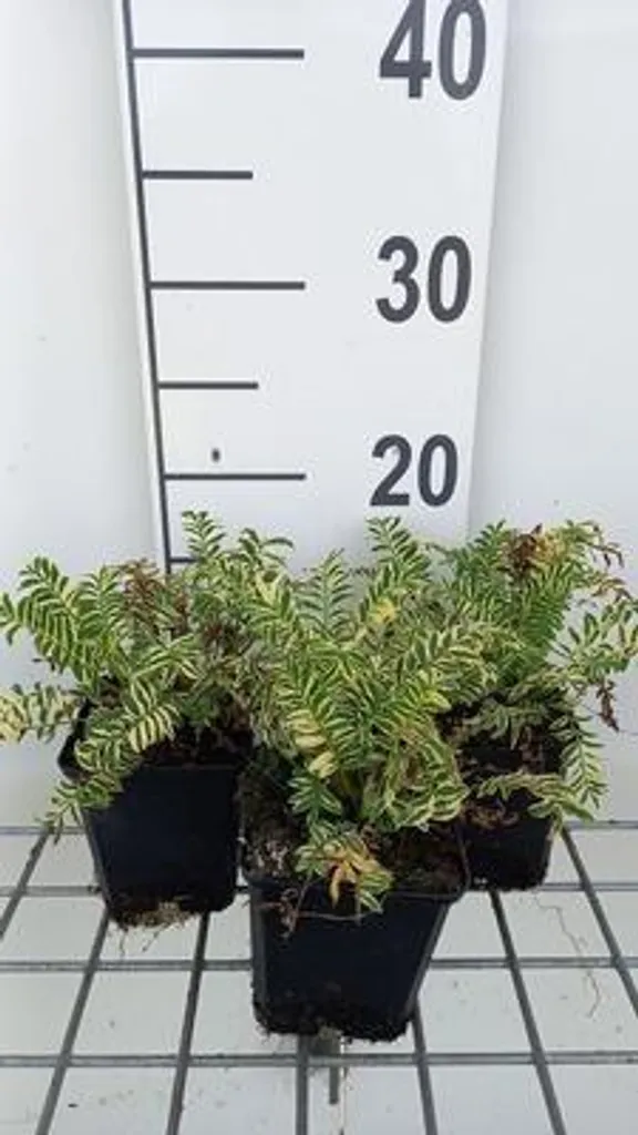 Aménager un massif d'ombre avec 6 Polemonium Brise d'Anjou Échelle Jacob