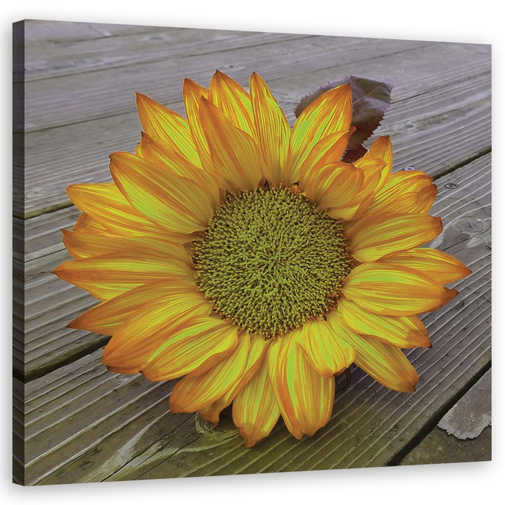Leinwandbild Gelbe Sonnenblume 40x40 Feeby Gelb bild für Produktbild 