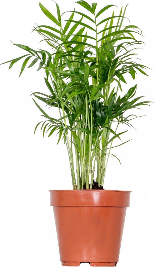 Bloomique - Chamaedorea Elegans - Bergpalme - Zimmerpflanzen - Pflegeleicht - Haustierfreundlich - Höhe 30-40 cm - Topf 12 cm