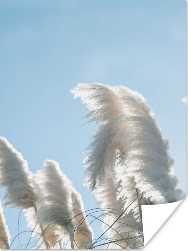 MuchoWow Poster Himmel - Gras - Pampasgras 90x120 cm - Wohnzimmer