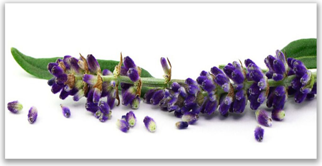 Tulup Leinwand-Bilder 140x70 Wandbild Canvas Kunstdruck Blumen Blätter Pflanzen