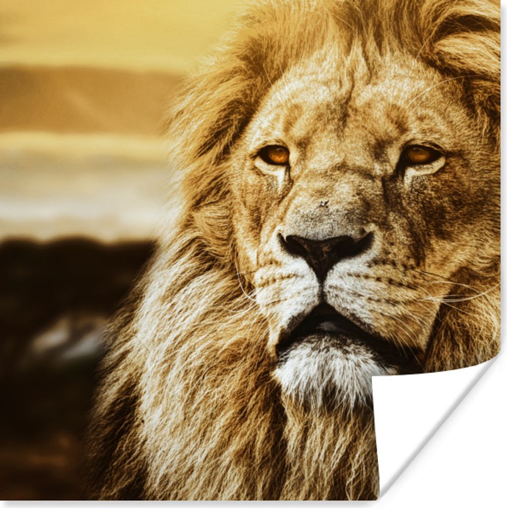 MuchoWow Poster Löwen - Profil - Sonnenuntergang 100x100 cm - Babyzimmer