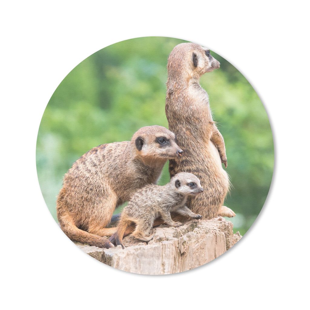 MuchoWow® Mauspad Mousepad Erdmännchen - Baumstumpf - Produktbild 