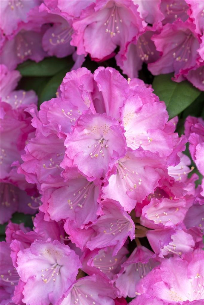 Rhododendron yakushimanum 'Polaris', immergrün, rosa Blüten, 25–30 cm