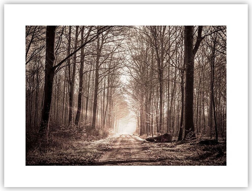 Poster - Poster ohne Rahmen - Wald Straße Baum - 40x30 cm - Wand Bild - Wanddeko - Wandbilder - Kunstposter - Wandposter - Bilder - Kunstdruck - W...